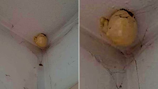 A Strange “Egg” Hanging from the Ceiling