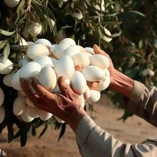 Discover the Joy of White Eggplants