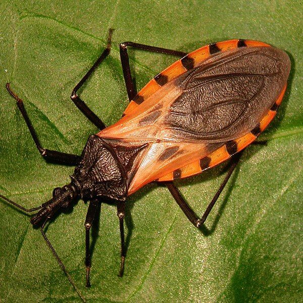 Understanding Chagas Disease: A Silent Killer You Need to Know About