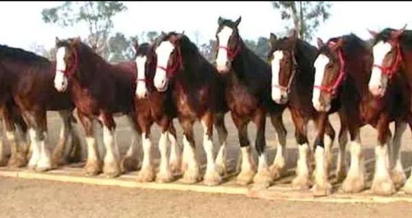 Majestic Horses: Marvel at the Extraordinary Abilities of the Budweiser Clydesdales