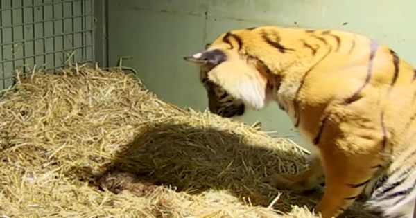 Miraculous Motherly Instincts of a Sumatran Tiger