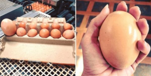 Giant Surprise at Stockman’s Eggs Farm