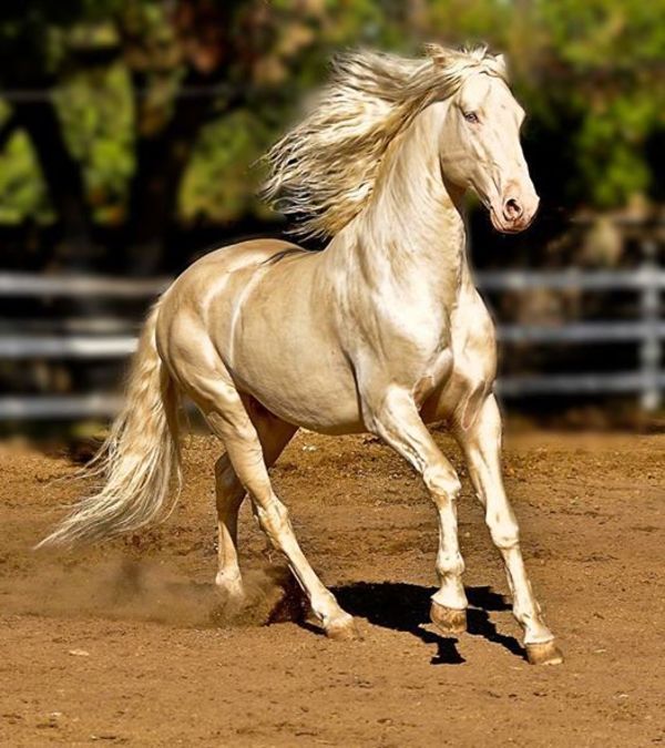 The Majestic Beauty of the Akhal-Teke Horse