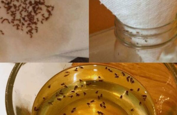 How to Keep Your Kitchen Fruit Fly-Free