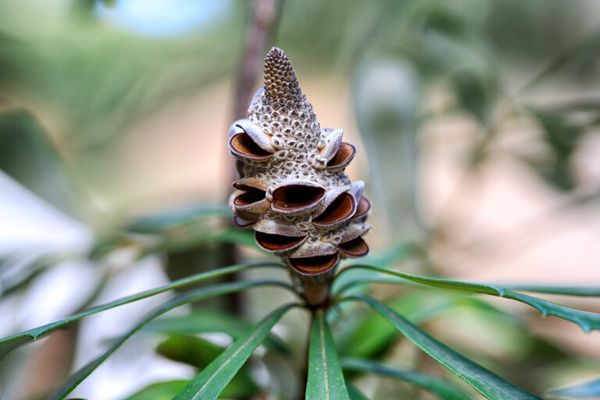 Screenshot of the funny banksia pod