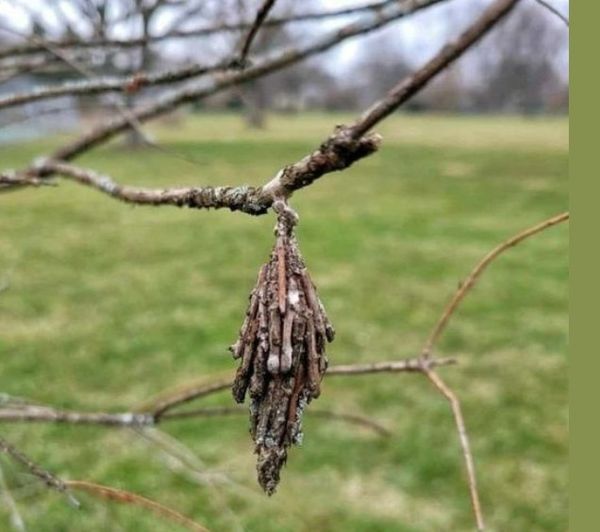 Save Your Beloved Trees from the Silent Threat of the Evergreen Bagworm