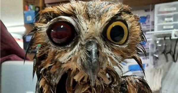 The Miraculous Recovery of Lucky the Great Horned Owl