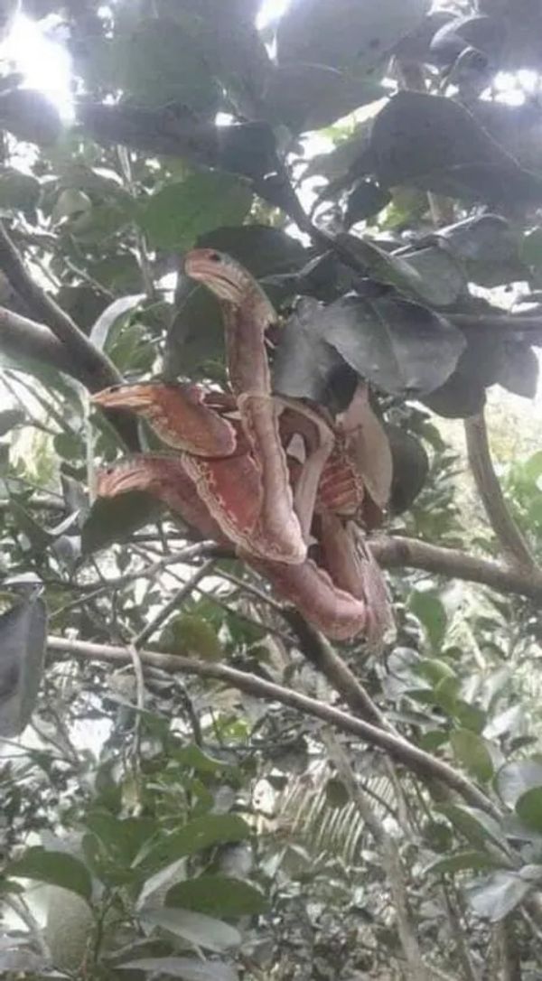 The Astonishing Camouflage of the Atlas Moth