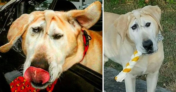 The Heartwarming Tale of Lucky: A Dog with a Unique Beauty