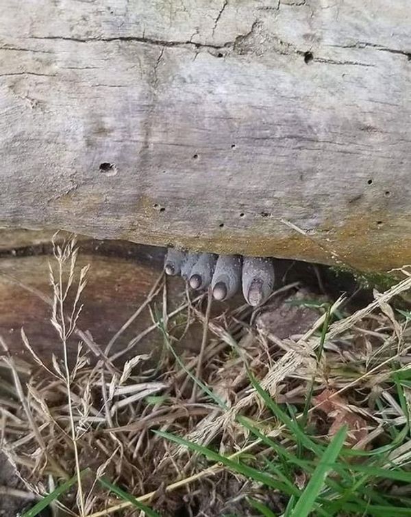 Astonishing Discovery in the Forest: Dead Man’s Fingers Fungus