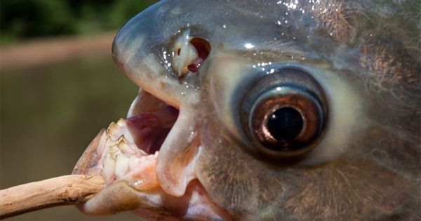 Fishing in Oklahoma: A Surprising Catch by an 11-Year-Old Boy!