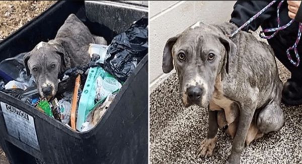 Neglected Mama Dog Dumped in Garbage Can Is Heartbroken Without Her Puppies