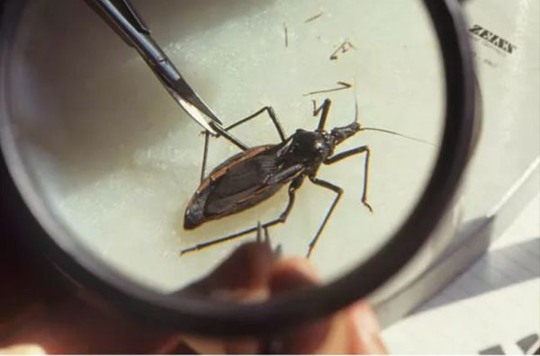 The Silent Monster: Chagas Disease