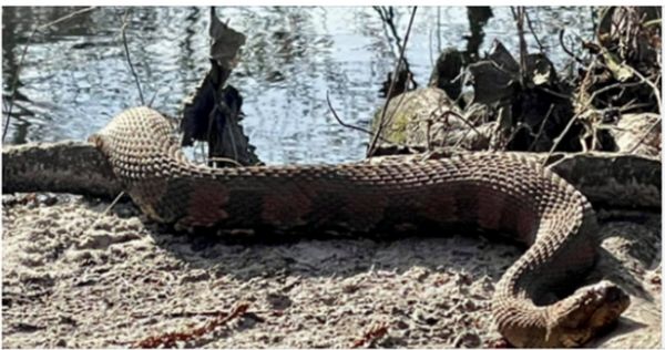 Encounter with a Massive Snake in South Carolina