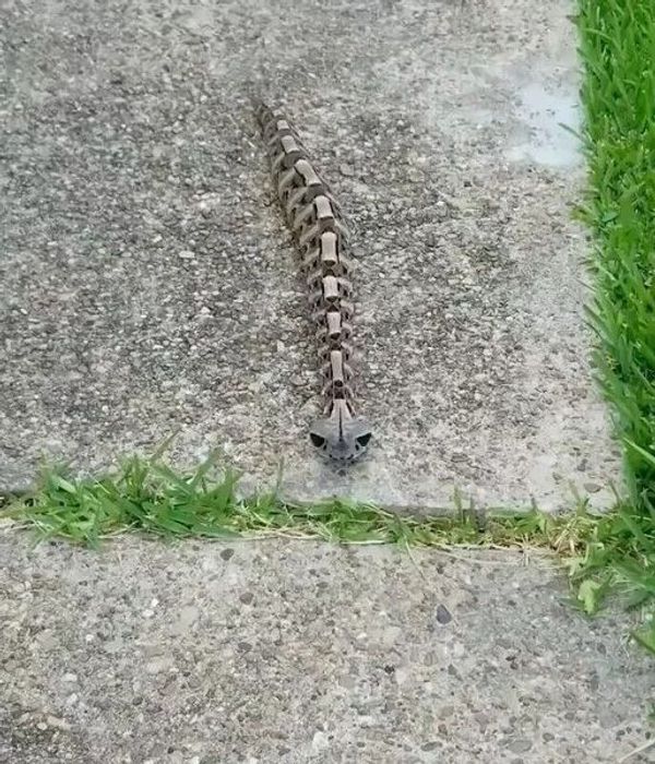 The Mysterious World of the Gaboon Viper