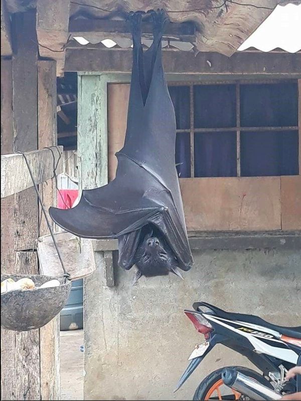 Bats: Majestic Creatures Struggling to Survive