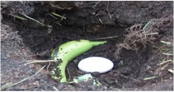 A man fertilizing veggies using a unique technique.