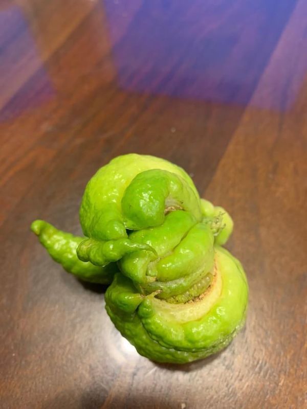 Alien Lemon