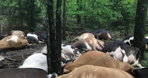 Tragic Incident at Missouri Farm: Lightning Strikes 32 Dairy Cows