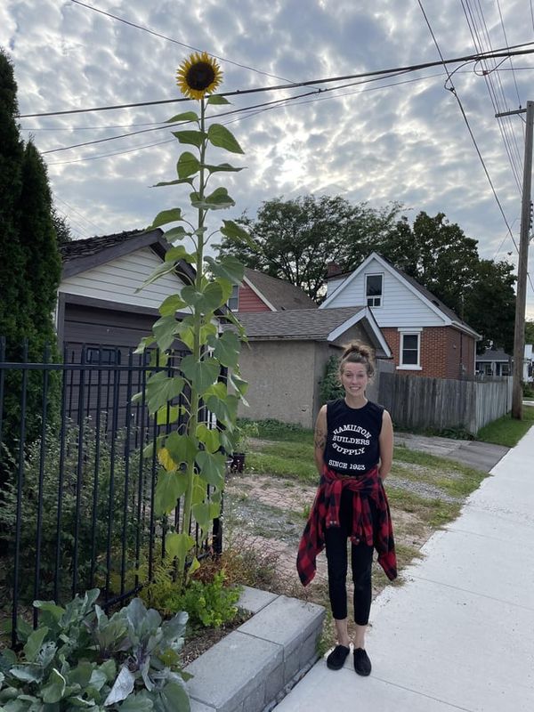 Tall Sunflower