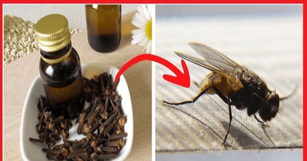 DIY Natural Insect Repellent: Effective and Easy to Make