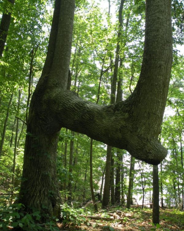 The Mystery of Bent Trees in the Forest