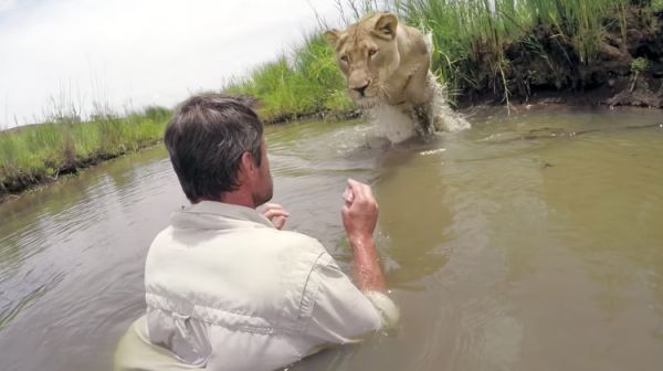 7 Years Later: A Jaw-Dropping Reunion between a Lion Whisperer and a Lioness