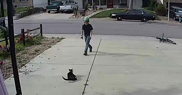 Cat and Boy Form an Unlikely Friendship