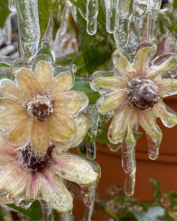 Iced Flowers