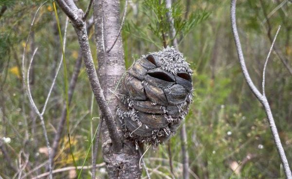 Woman Mistakes Banksia Pod for a Happy Bird