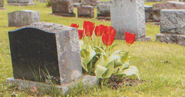 Man Visits Parents’ Grave with Bouquet of Red Tulips, Sees Old Lady with the Same Flowers There