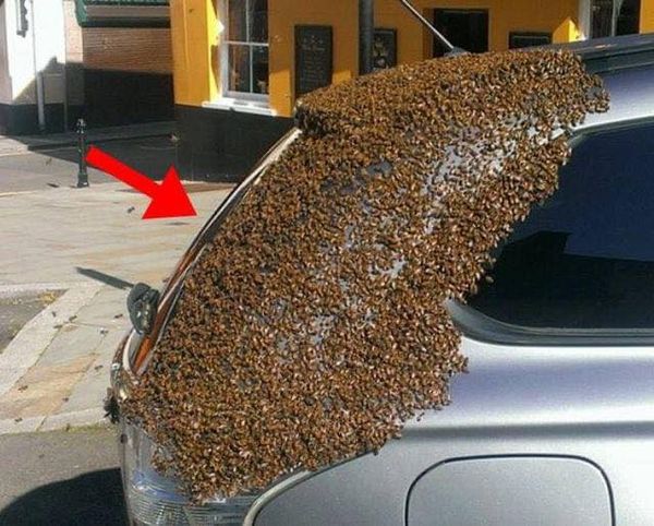 Unwanted Guests: Bees Swarm Car in UK