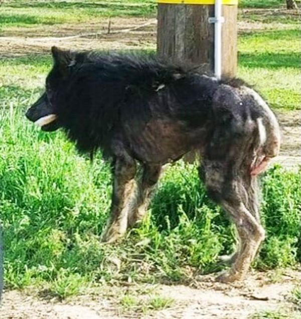 A Stranger’s Kindness Transforms a Lonely “Werewolf” Dog