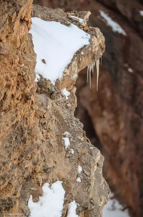 Can You Spot the Hidden Snow Leopard?