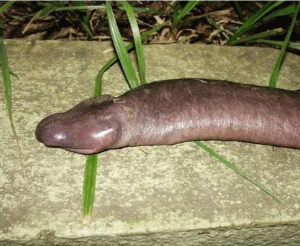 The Astonishing Tale of the “Penis Snake”: A Hidden Wonder of the Amazon