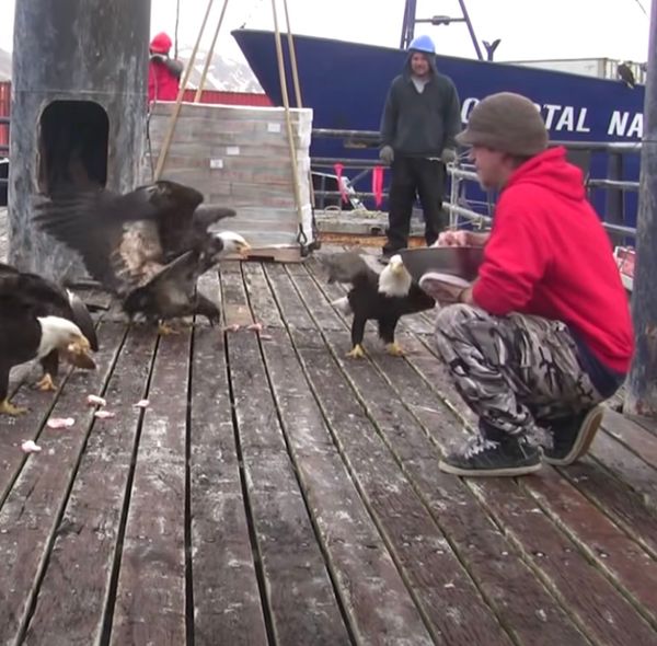 The Extraordinary Friendship Between a Resident and Bald Eagles in Alaska