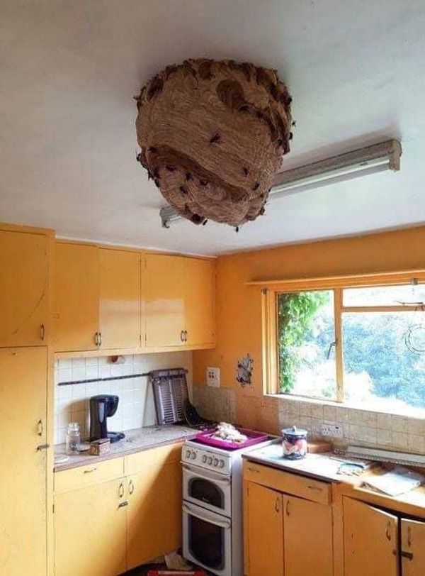 Asian Hornet Nests Found in Abandoned House: A Cause for Concern