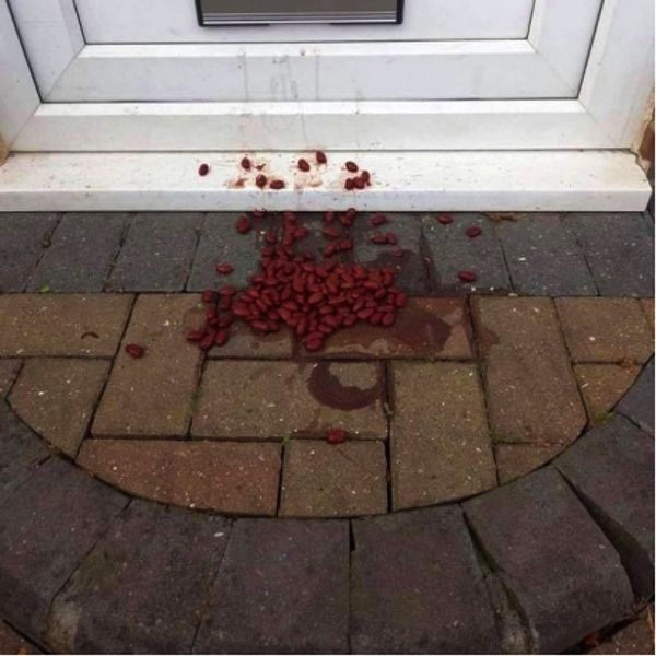 The Surprising Meaning Behind Food Left at Your Door