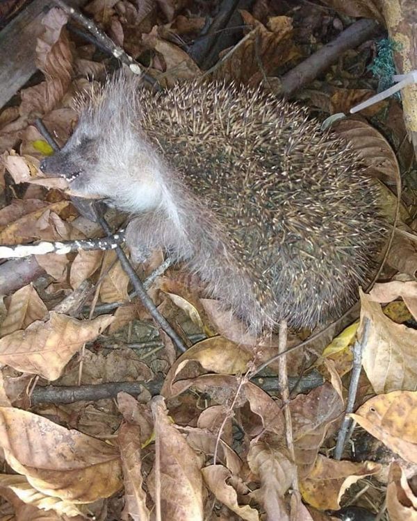 Protecting Winter Hedgehogs: Why Your Help Matters