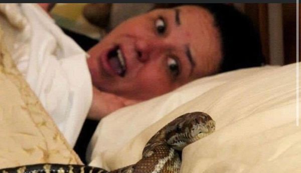 The Shocking Truth About Sleeping with a Pet Snake