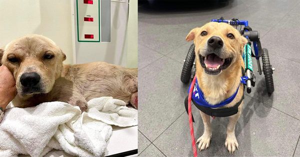 Injured stray dog on the road to recovery, looking for a forever home