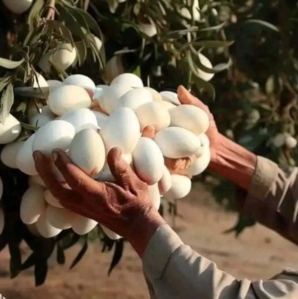 The Mysterious White Eggplant Tree