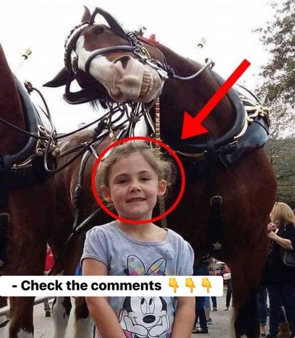 A Memorable Moment: A Little Girl and a Grinning Stallion