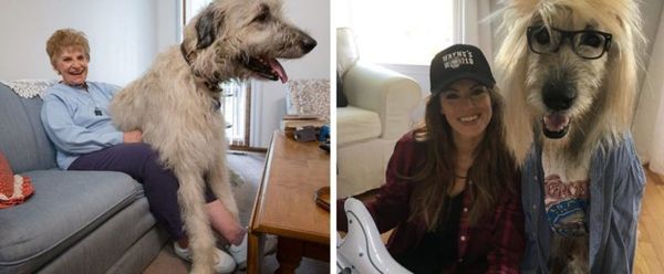 Irish Wolfhound Owners Are Sharing Adorable Pictures of Their Big, Goofy Dogs