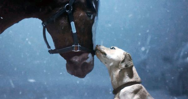 The Dog in Budweiser’s Super Bowl Commercial: A Breakout Star and a Hollywood Connection