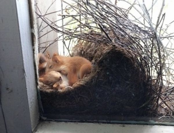 Mother Discovers Squirrels in Her Window and Calls the Police