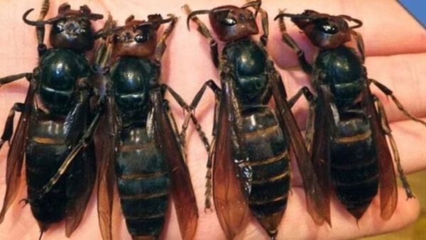 Killer Hornets: A New Threat in the US