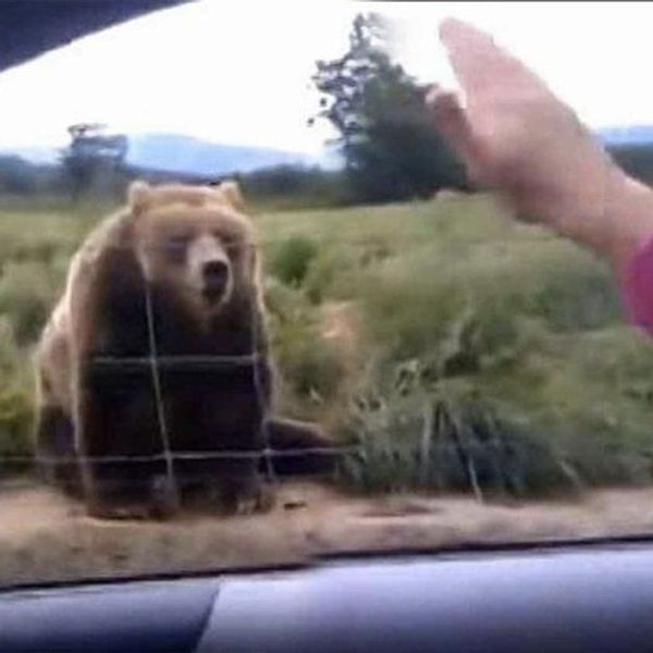 A Heartwarming Encounter: Unexpected Bear Behavior at the Olympic Game Farm