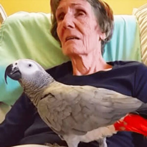 Dying Woman Shares Heartwarming Goodbye with Beloved Parrot