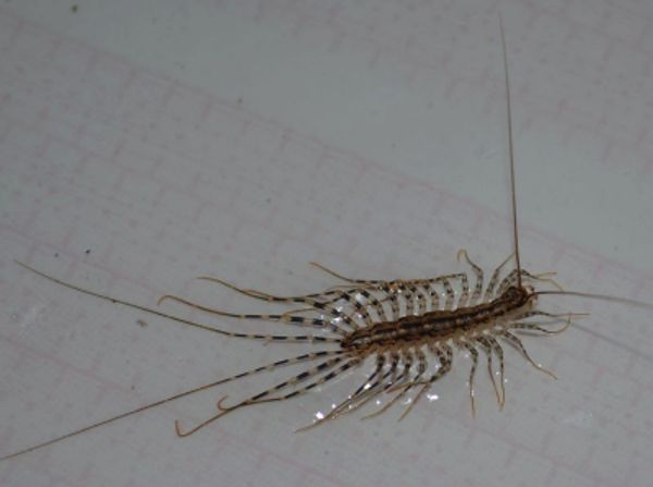 Reasons Not To Kill a House Centipede If You Find One Inside Your House